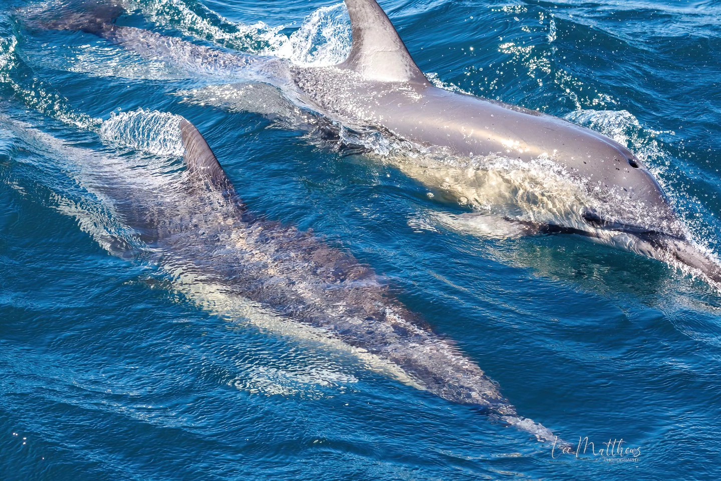 Whale Watching Moonshadow TQC Cruises Port Stephens Lee Matthews