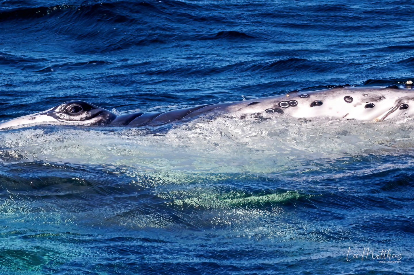 Close-up of humpback whale surfacing in blue ocean water.