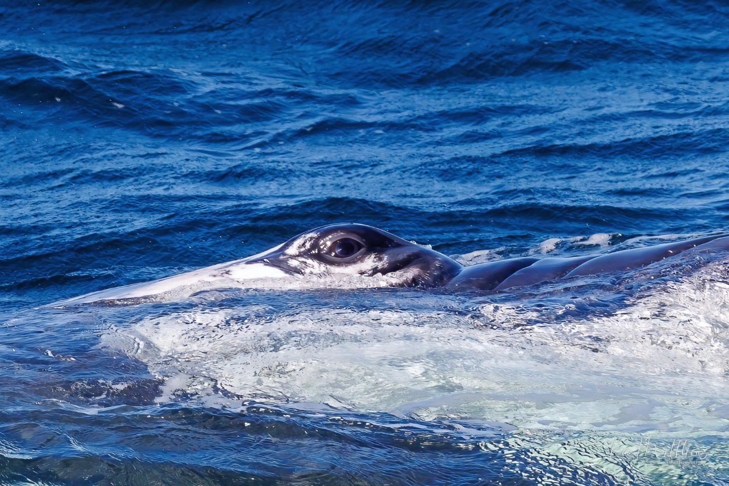 A whale's eye emerging from the ocean water surface.
