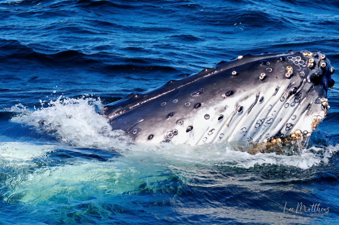 Humpback whale partially surfacing with barnacles on its skin in blue ocean water.