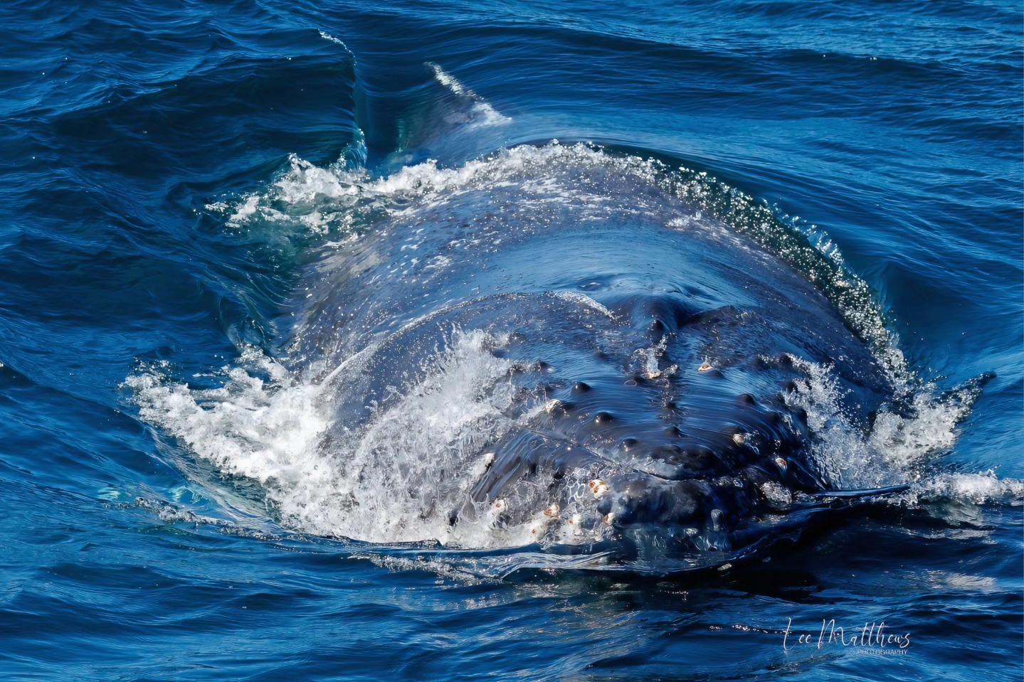 Close-up of a whale surfacing with water splashing around in the ocean.