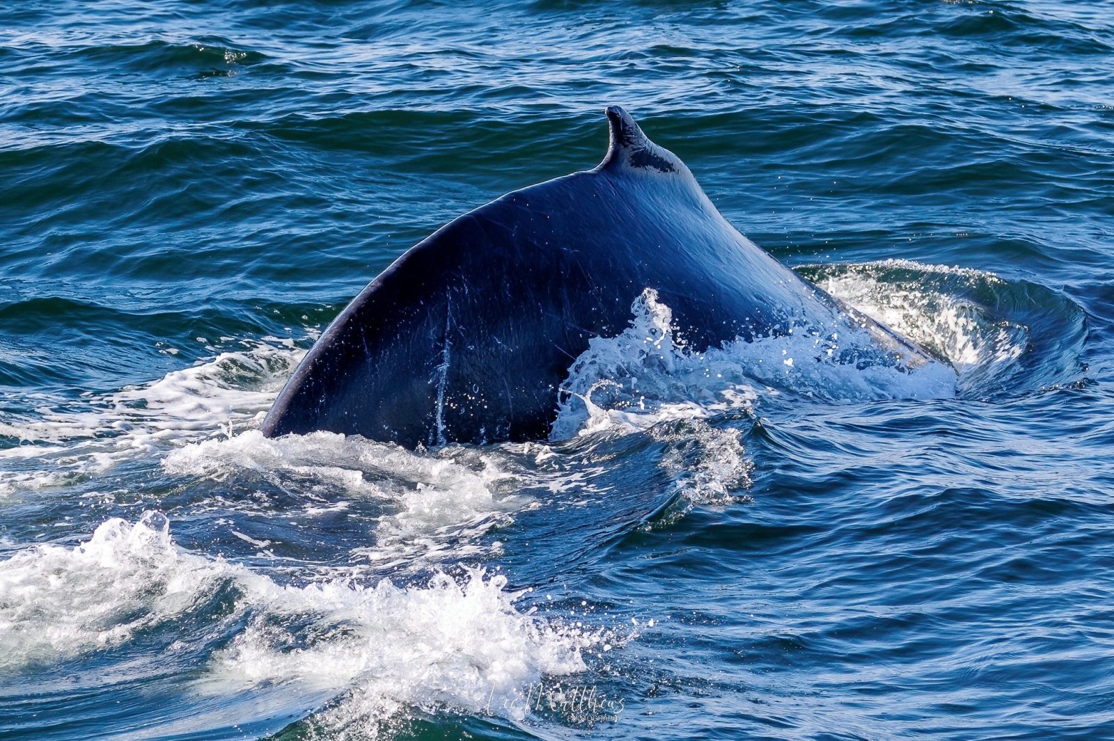Close-up of a whale surfacing in the ocean, creating splashes around its body.