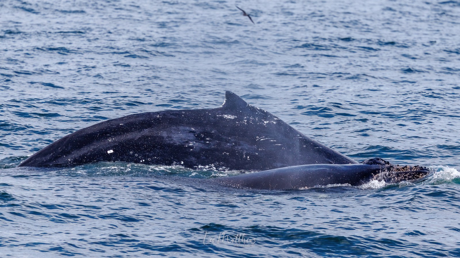 Two humpback whales surfacing in the ocean, with one whale spraying water.