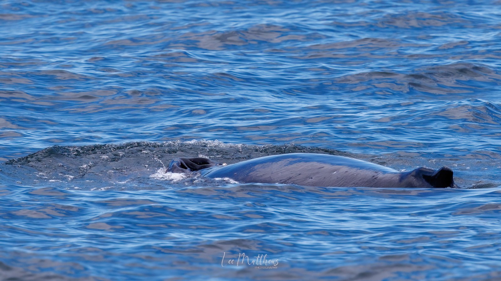 Whale surfacing in calm ocean waters with visible blowhole.