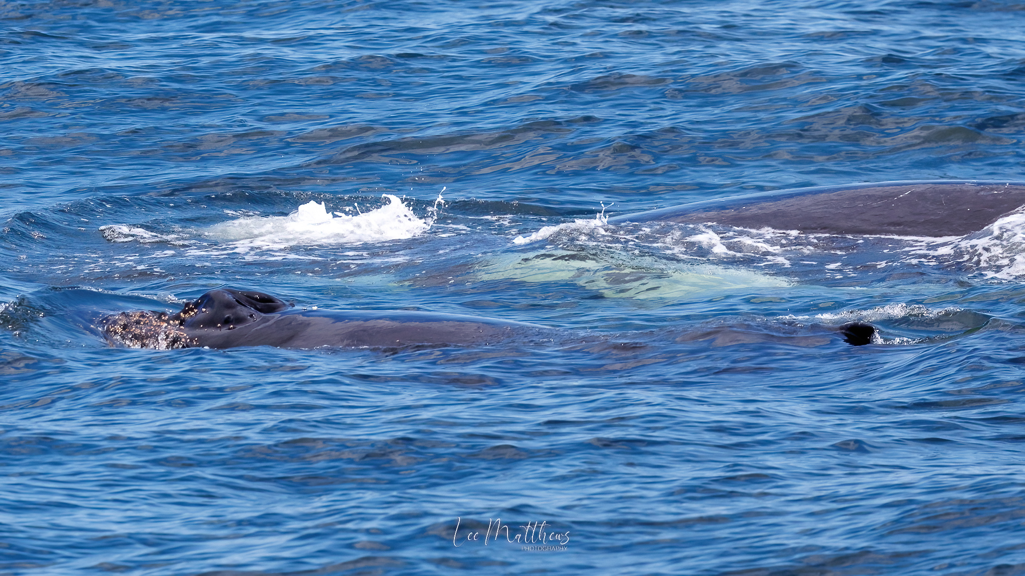 Whale Watching Moonshadow TQC Cruises Port Stephens Lee Matthews