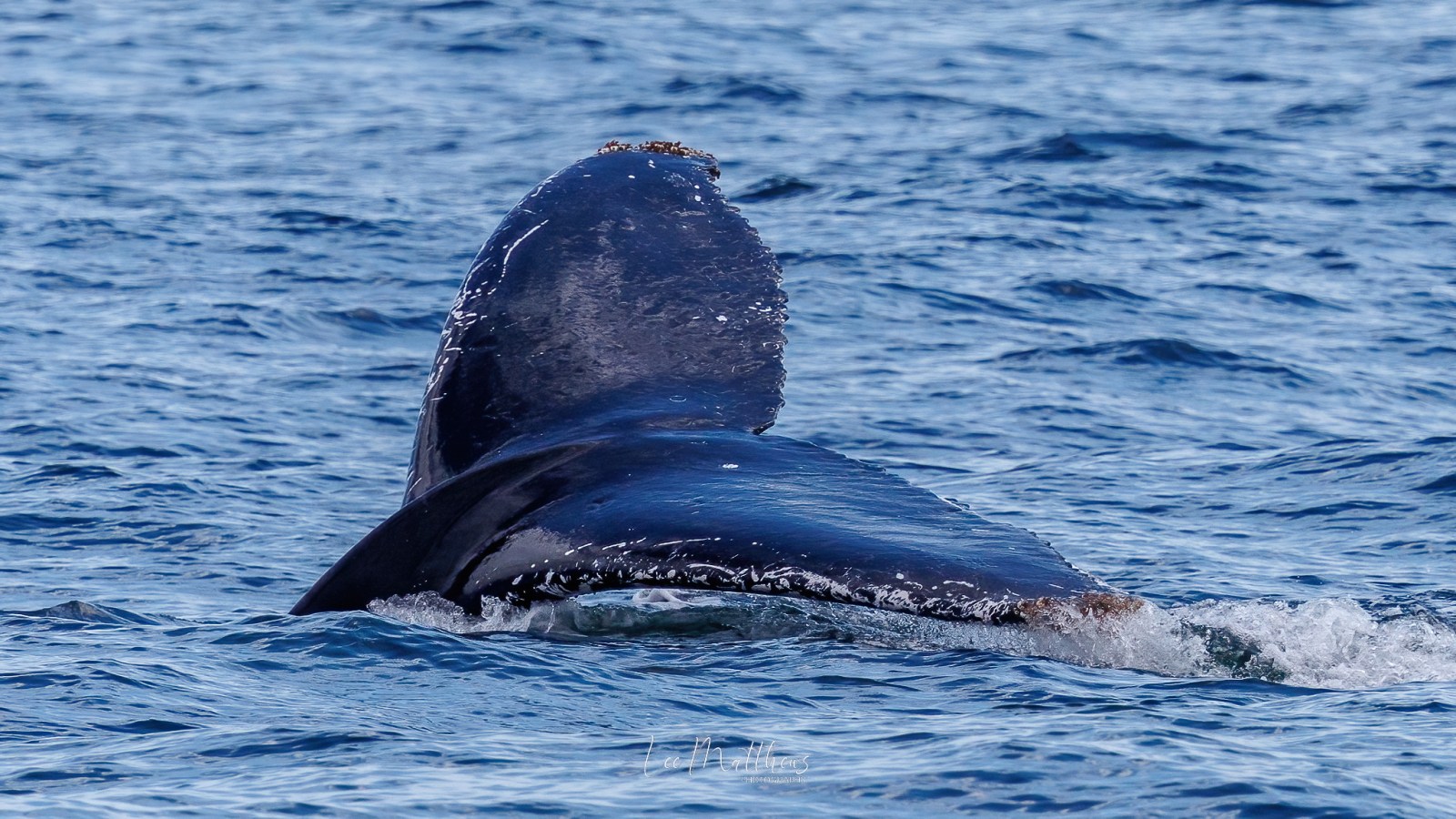Humpback whale tail partially submerged in the ocean.