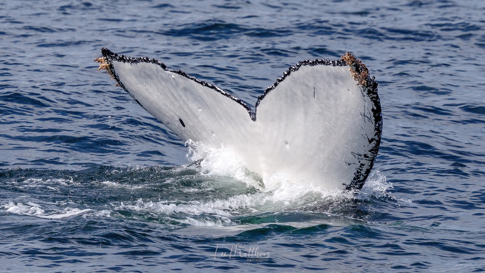 A whale's tail splashing in the ocean water.