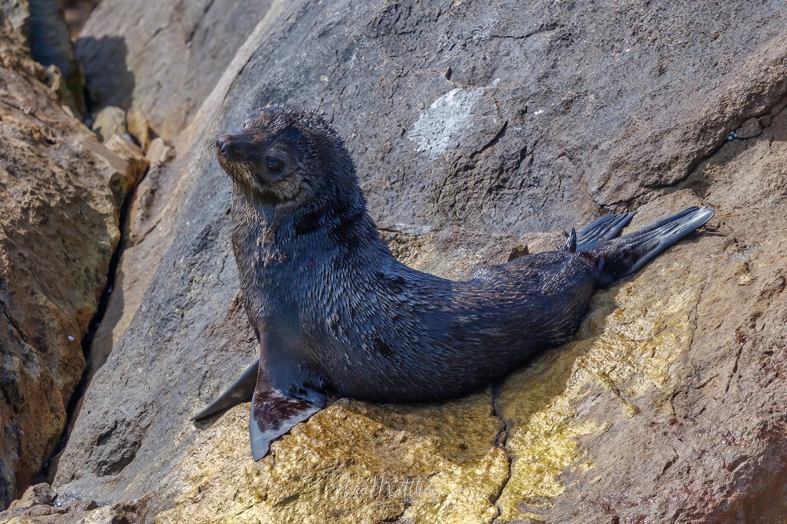 Whale Watching Moonshadow TQC Cruises Port Stephens Lee Matthews
