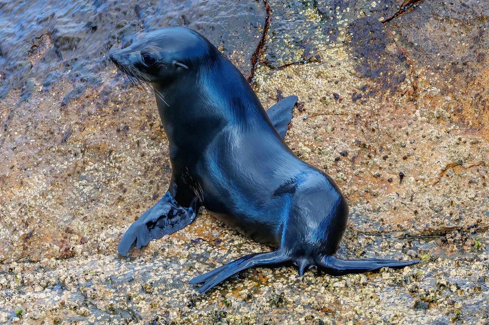 Shiny black seal resting on a rocky shore by the water.