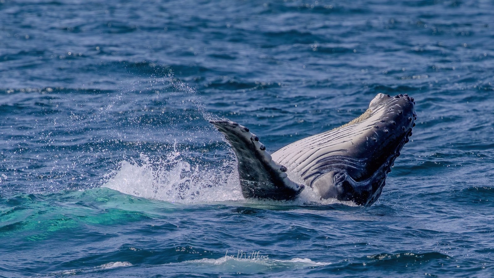 Whale Watching Moonshadow TQC Cruises Port Stephens Lee Matthews