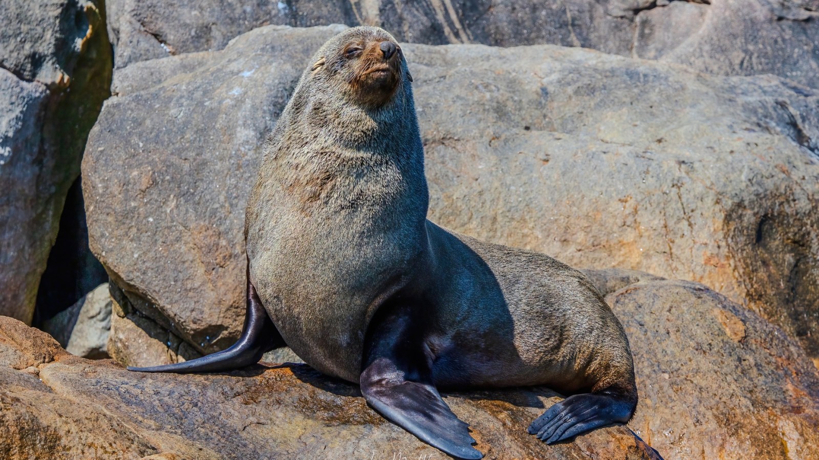 Seal sitting on large rocks in sunlight, looking content.
