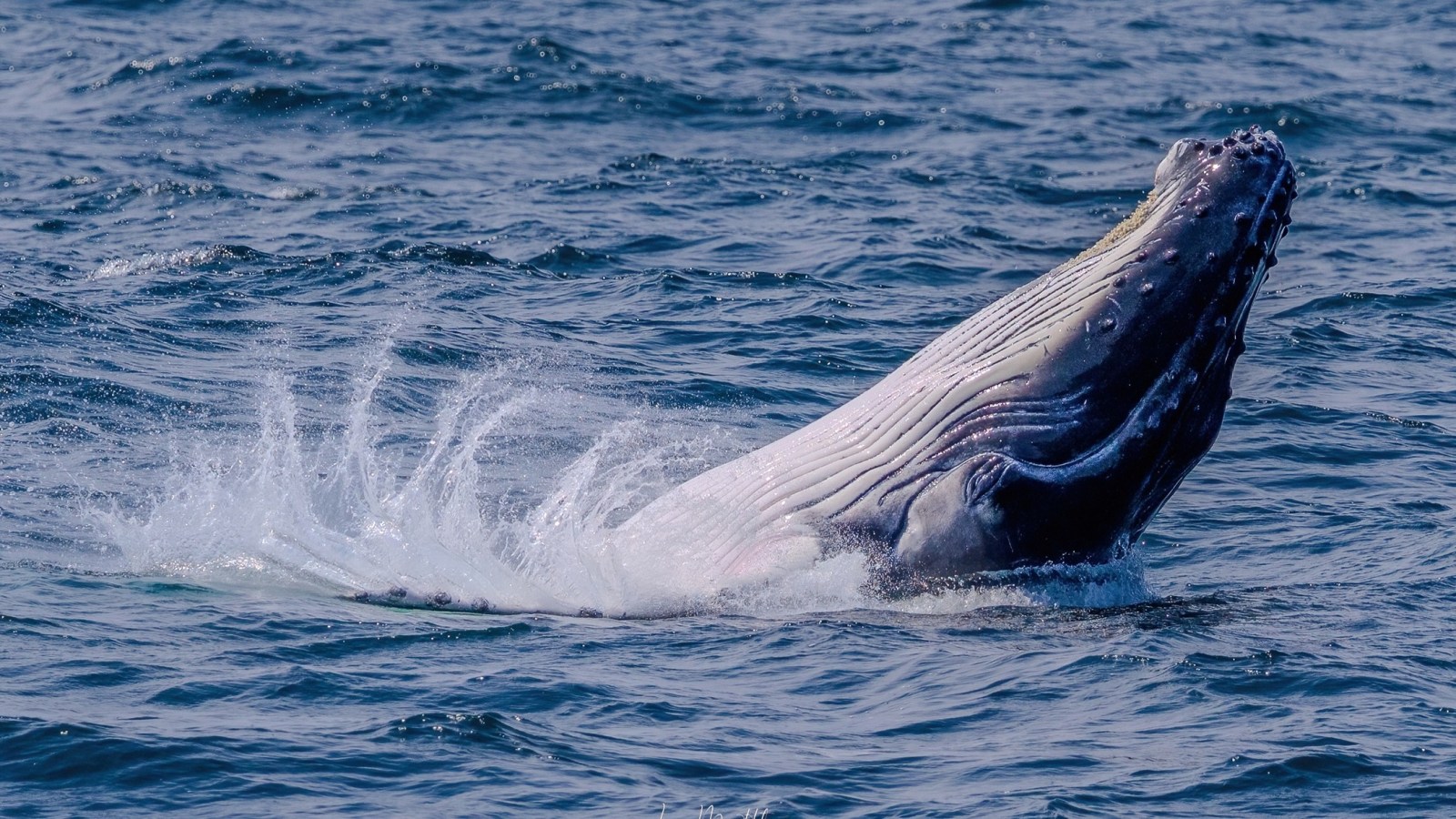 Humpback whale breaching the ocean surface, creating splashes.