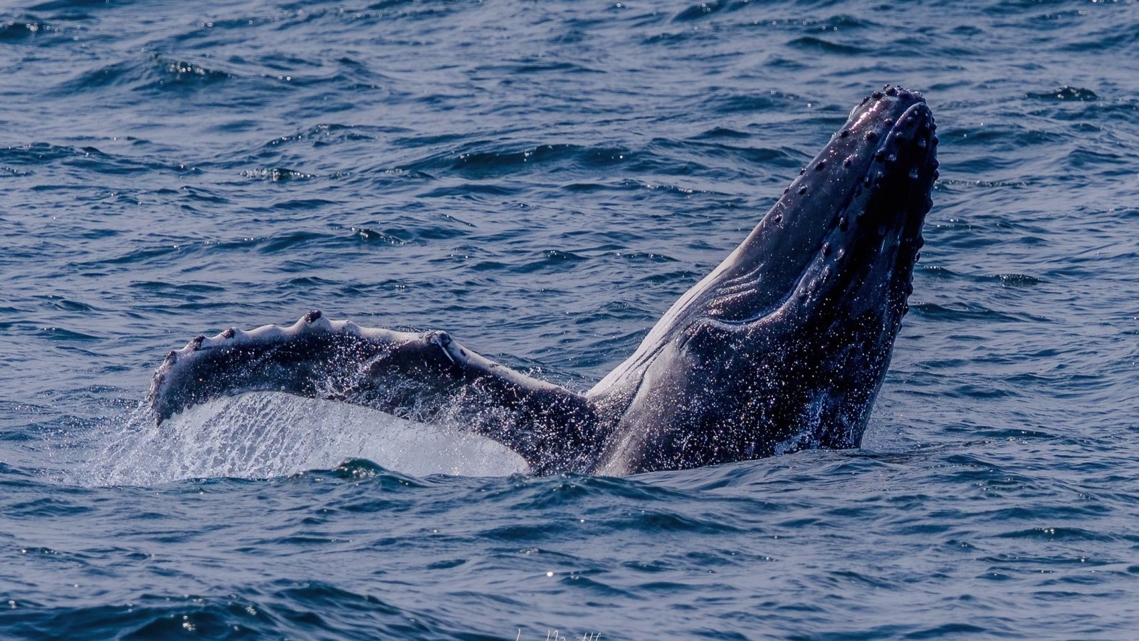 Humpback whale breaching the ocean surface, showing its head and flippers.