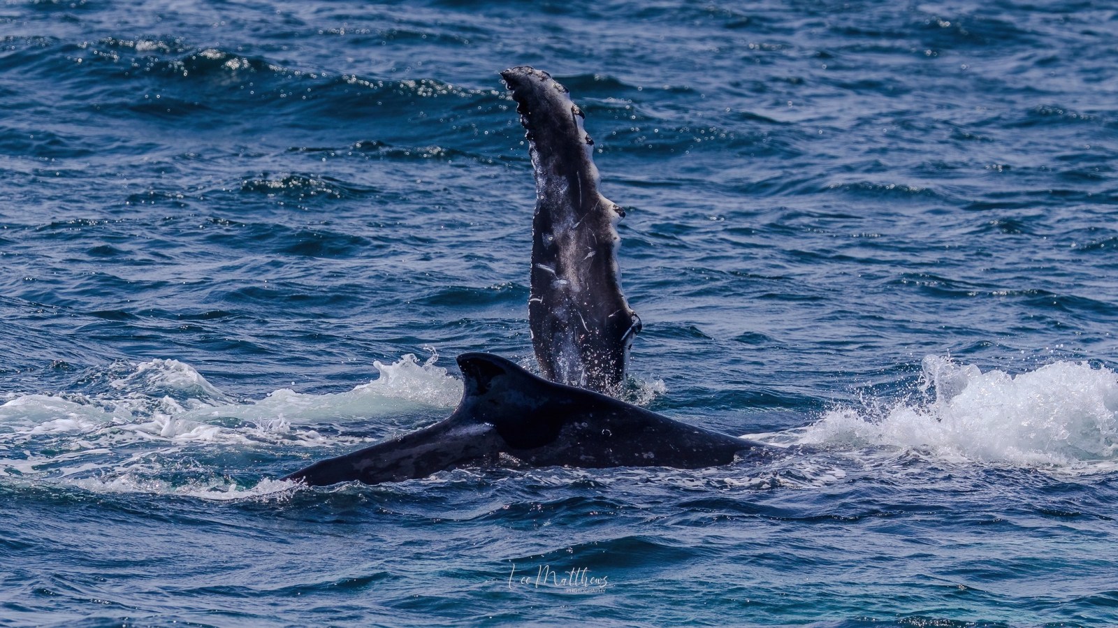 Whale fin and tail visible above ocean waves, creating splashes.