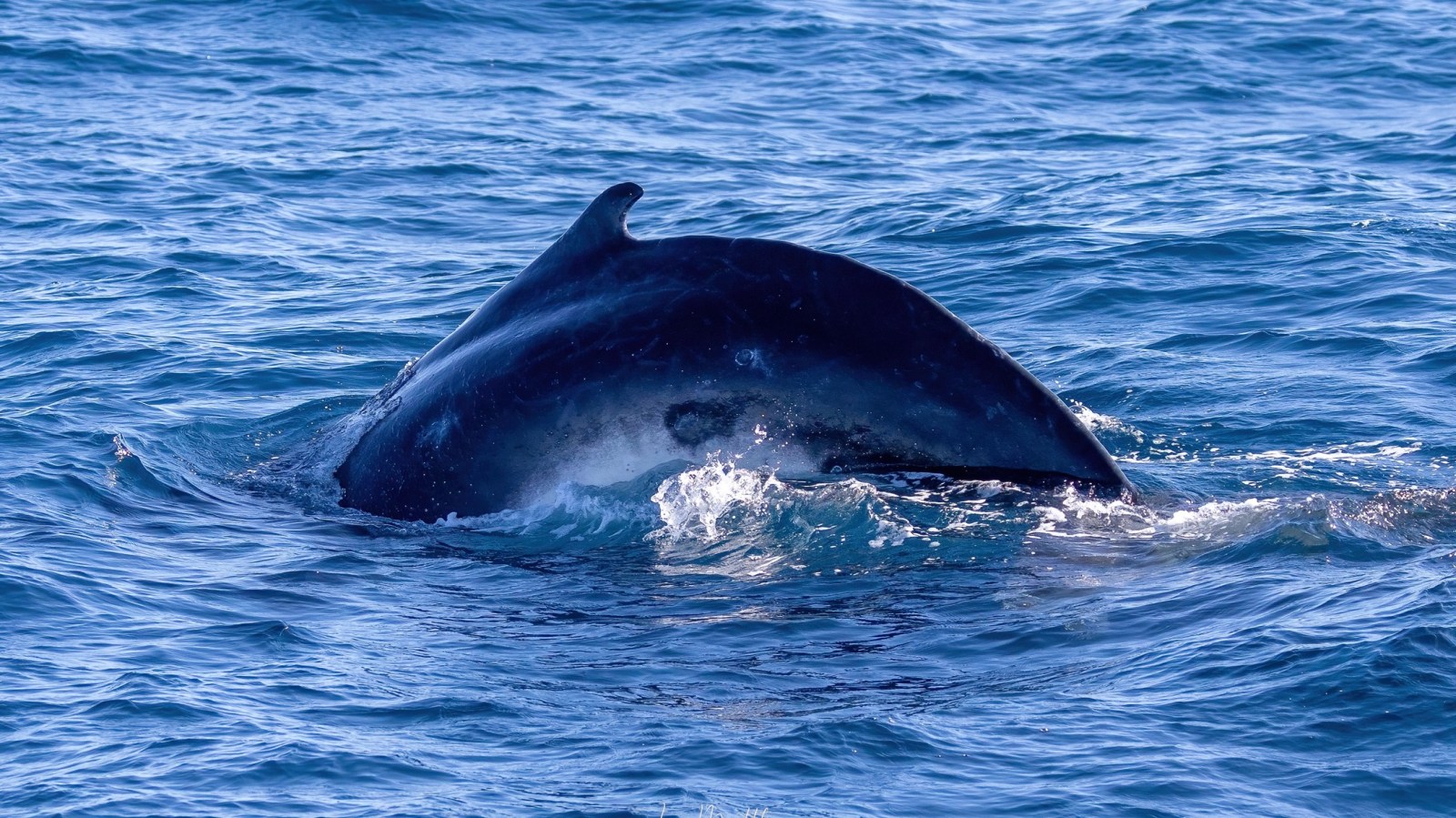 A whale's back surfaces above the ocean water, revealing a dorsal fin.