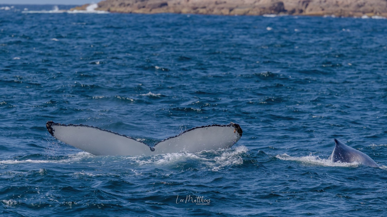 Whale tail and dolphin fin visible in the ocean, near rocky coastline.