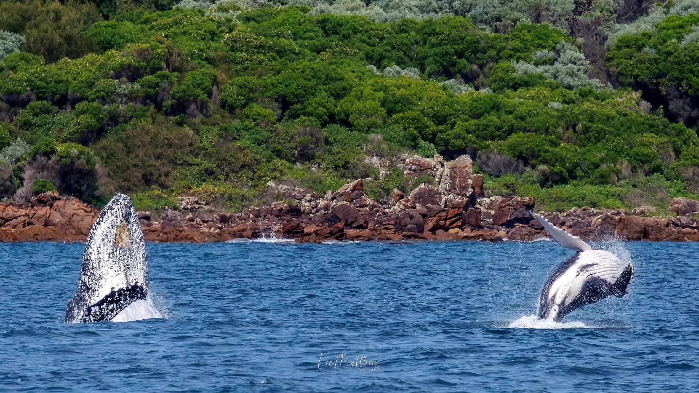 Whale Watching Moonshadow TQC Cruises Port Stephens Lee Matthews