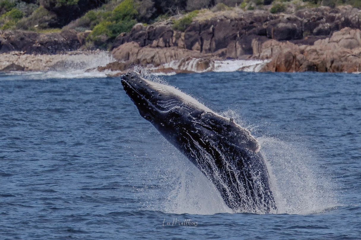 Whale breaching out of the water near a rocky coastline.