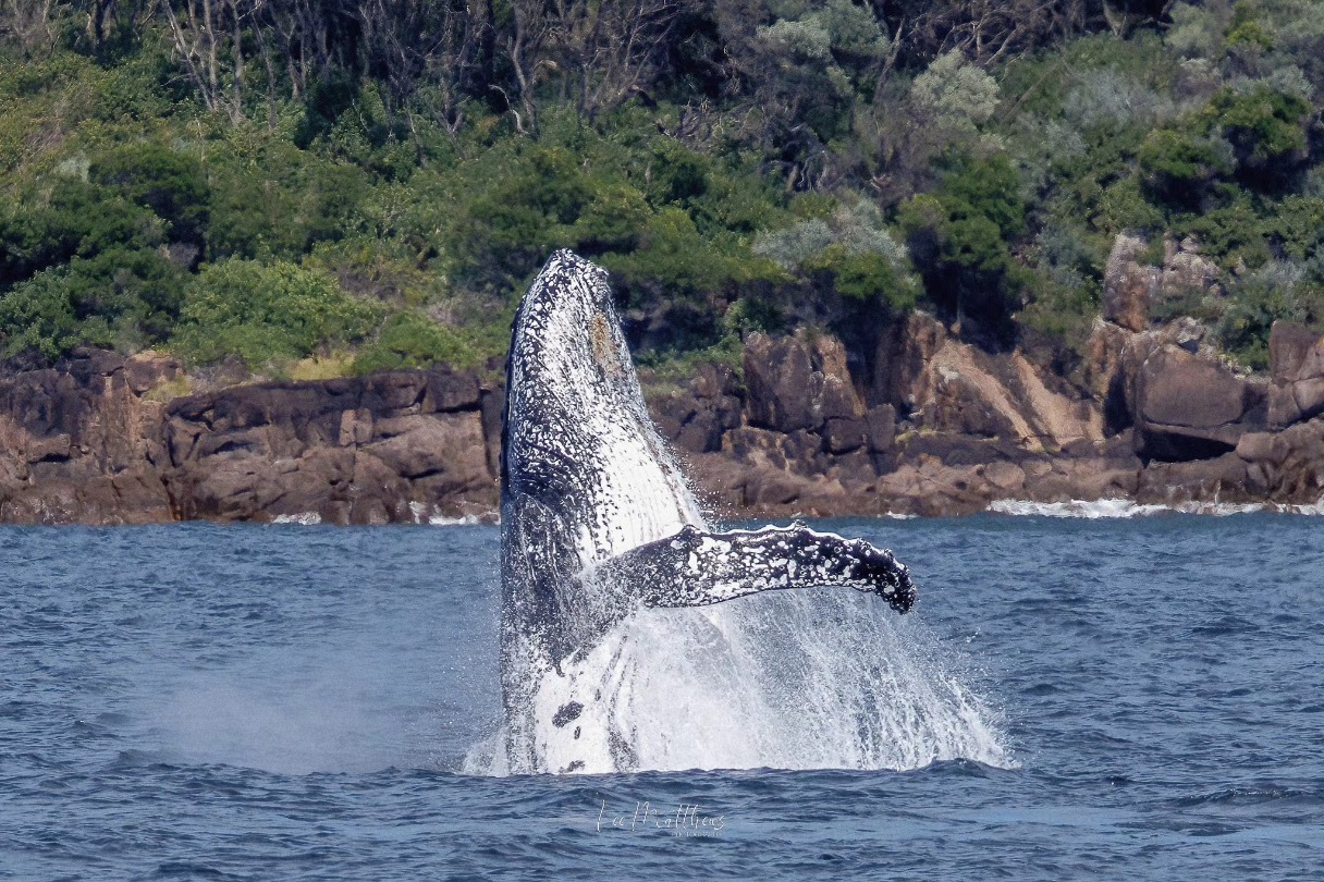 Whale breaching out of water near rocky shoreline with greenery in the background.