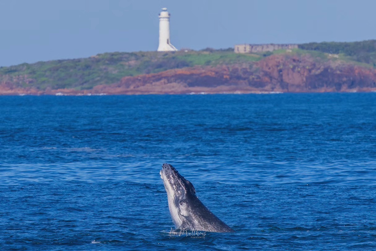 Whale breaching in ocean with lighthouse and rocky coastline in background.
