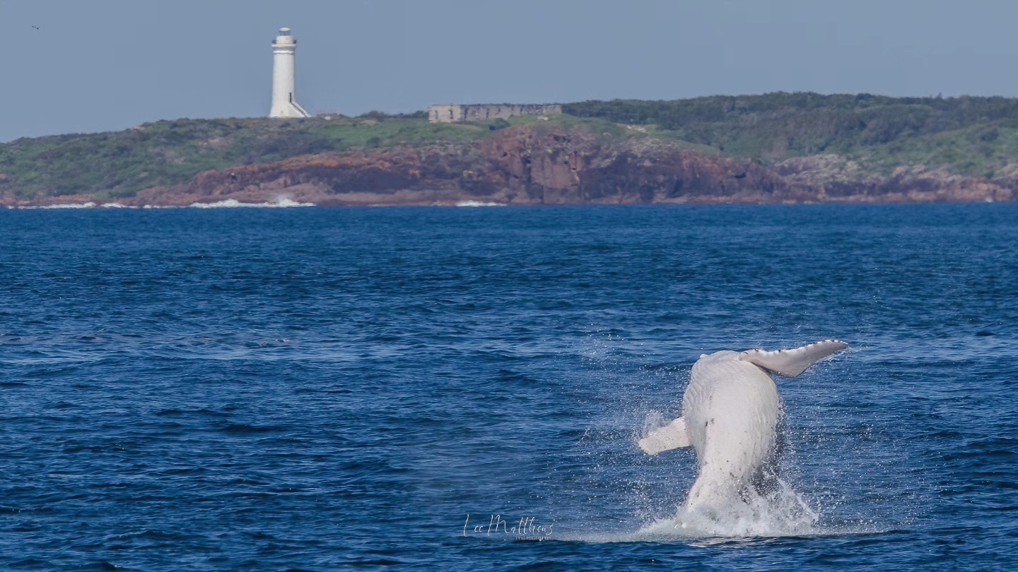 White whale breaching near coastline with lighthouse in background.