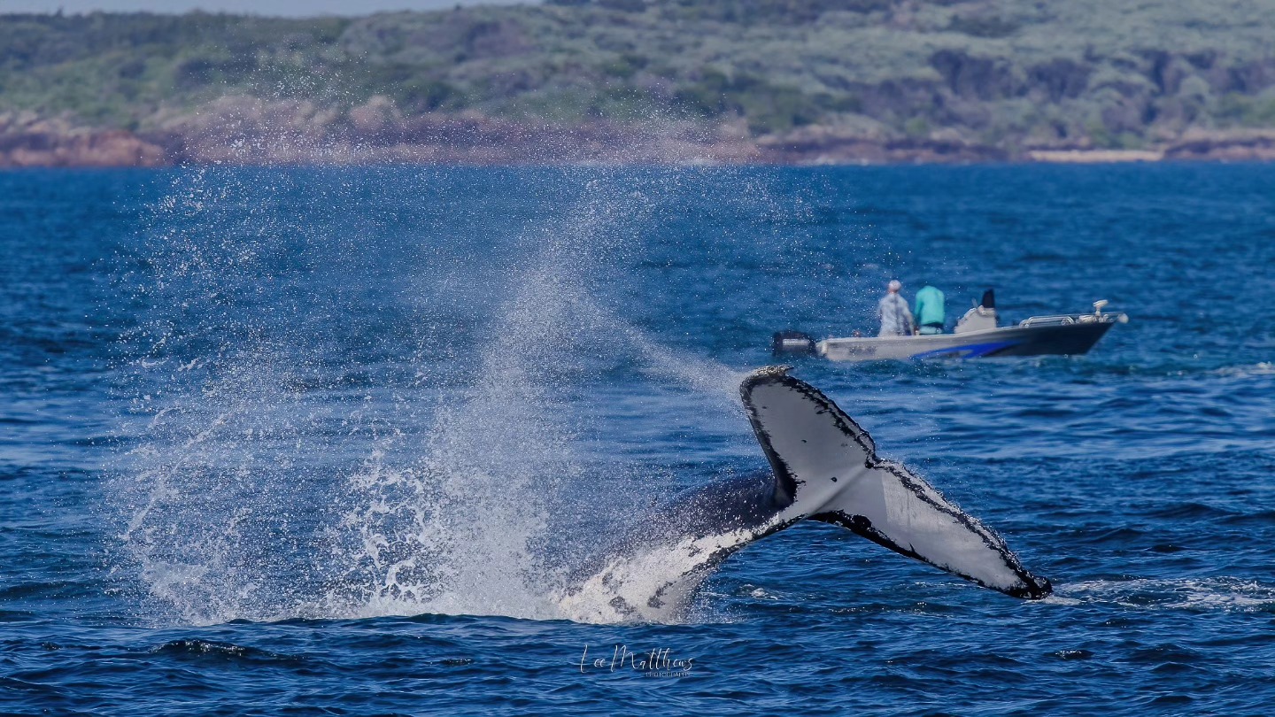 Whale tail splashing water near a small boat with people on a calm sea.