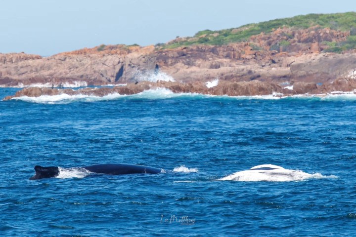 Two whales swimming near a rocky shoreline with waves and clear blue sky.