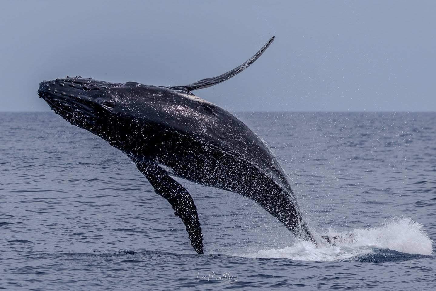 Humpback whale breaching the ocean surface, creating splashes under a clear sky.
