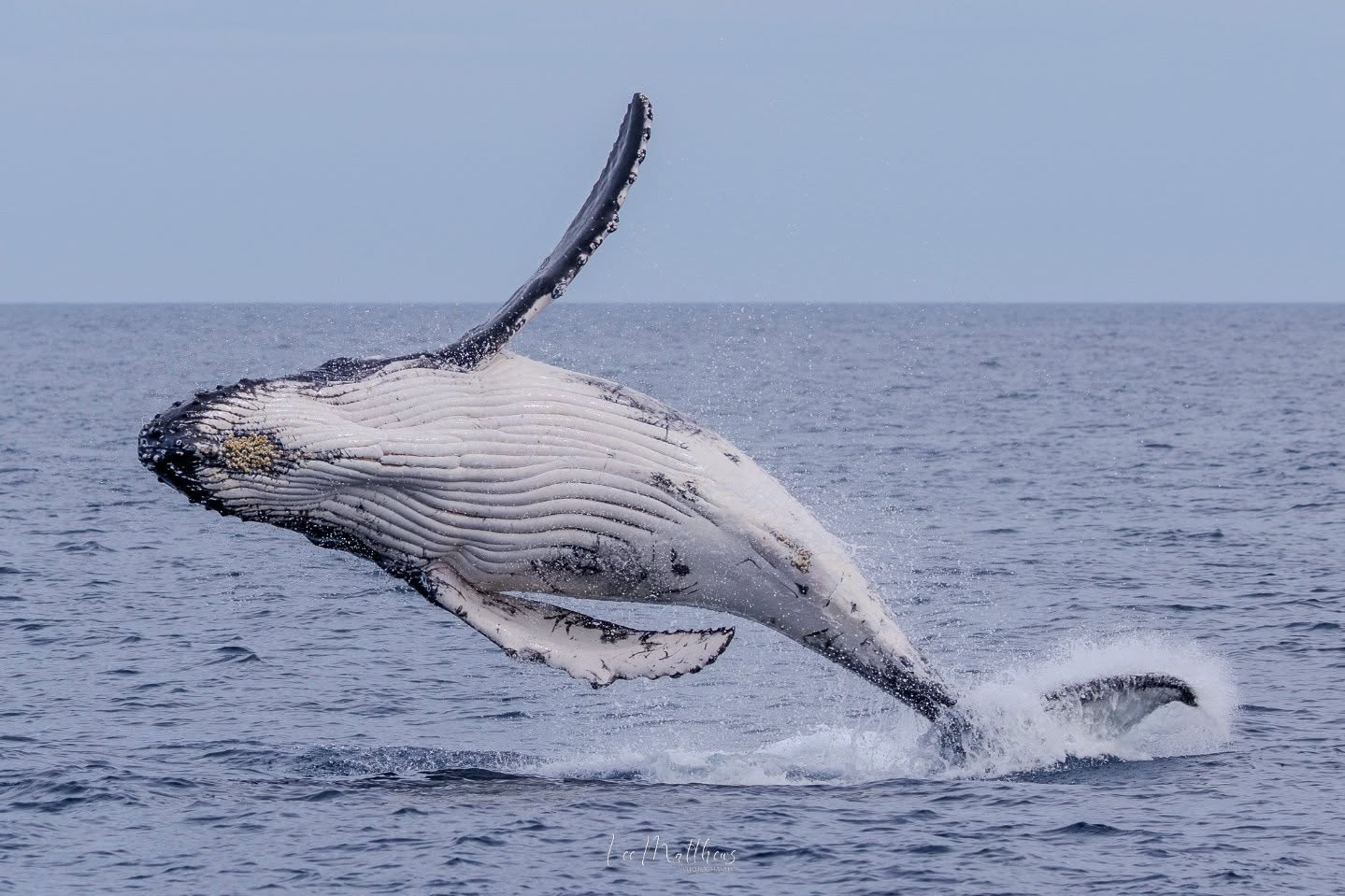 Humpback whale breaching the ocean surface with water splashing.