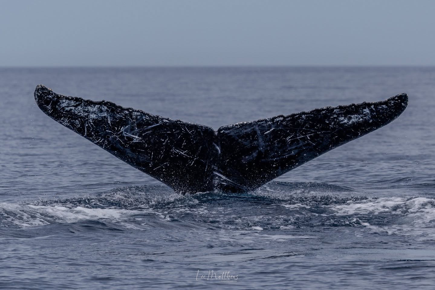 Whale tail above ocean surface, water splashing around.