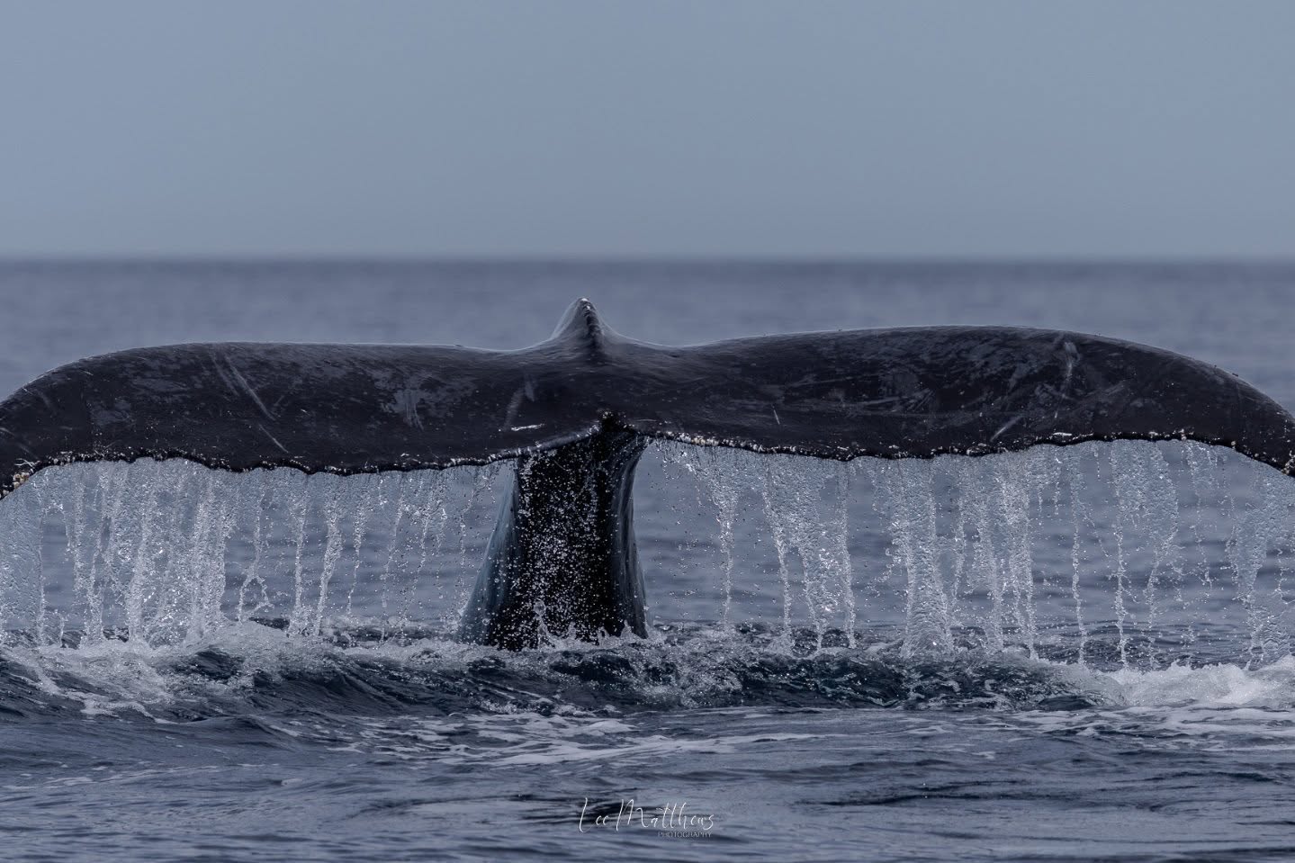 Whale tail with water streaming off it, silhouetted against the ocean horizon.