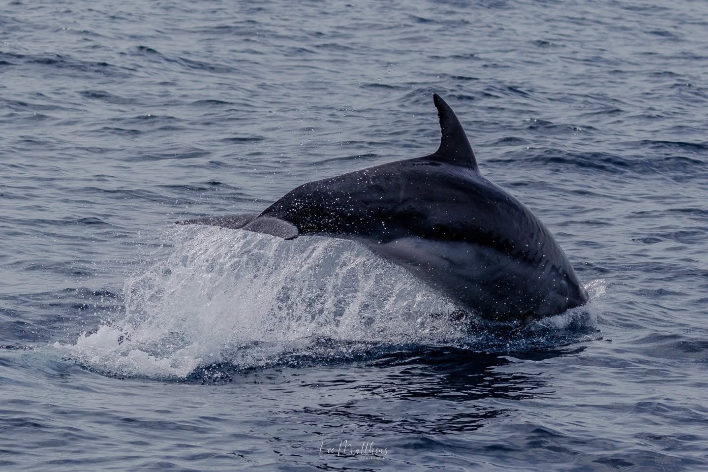 Dolphin leaping out of the water in the ocean with visible splash.