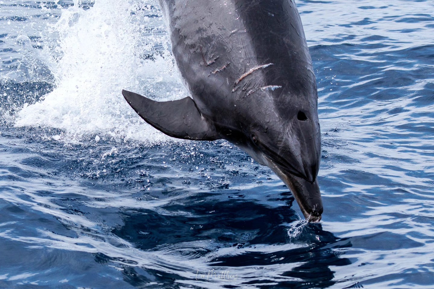 Dolphin leaping out of the ocean with splashes around it.