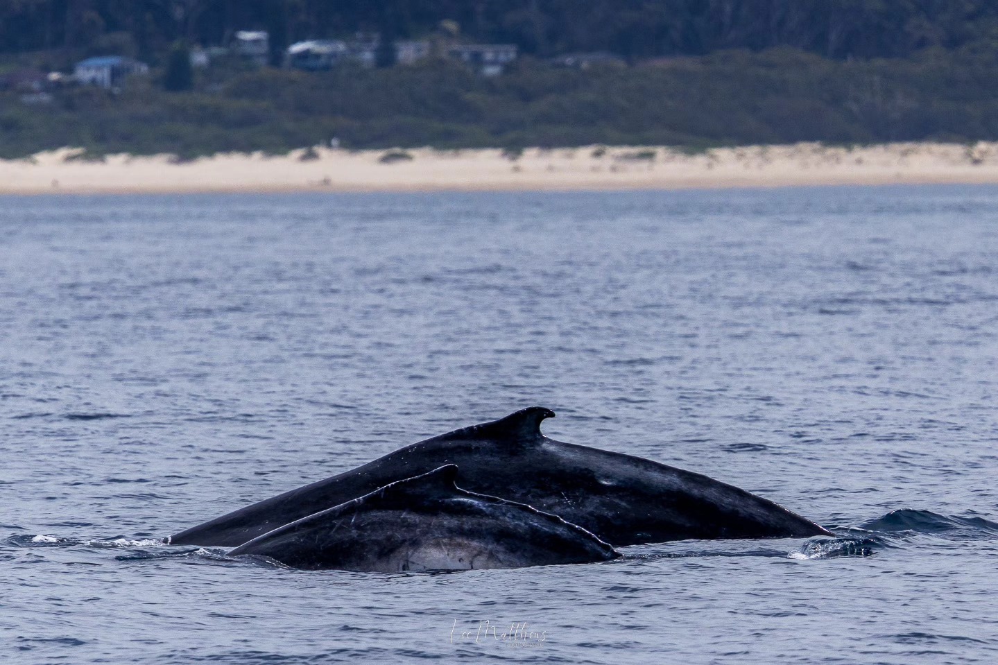 Two whales partially submerged in ocean near a sandy shore with trees and houses in the background.