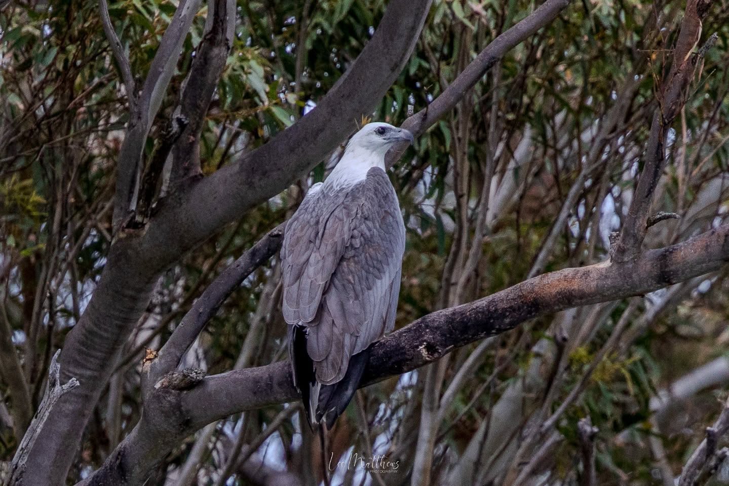 Large bird with white head and gray wings perched on tree branch.