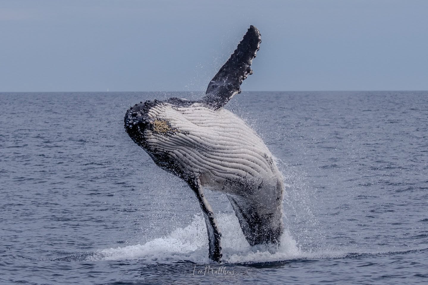 Humpback whale breaching with water splashing in the ocean under a clear sky.