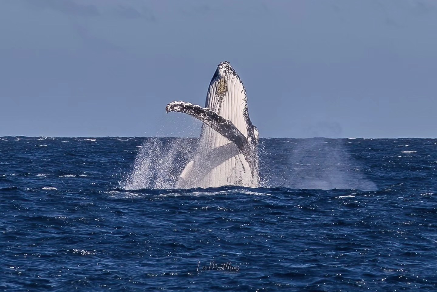 Whale Watching Moonshadow TQC Cruises Port Stephens Lee Matthews