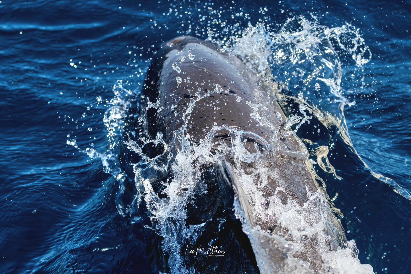 Dolphin surfacing in the ocean, with water splashing around its body.