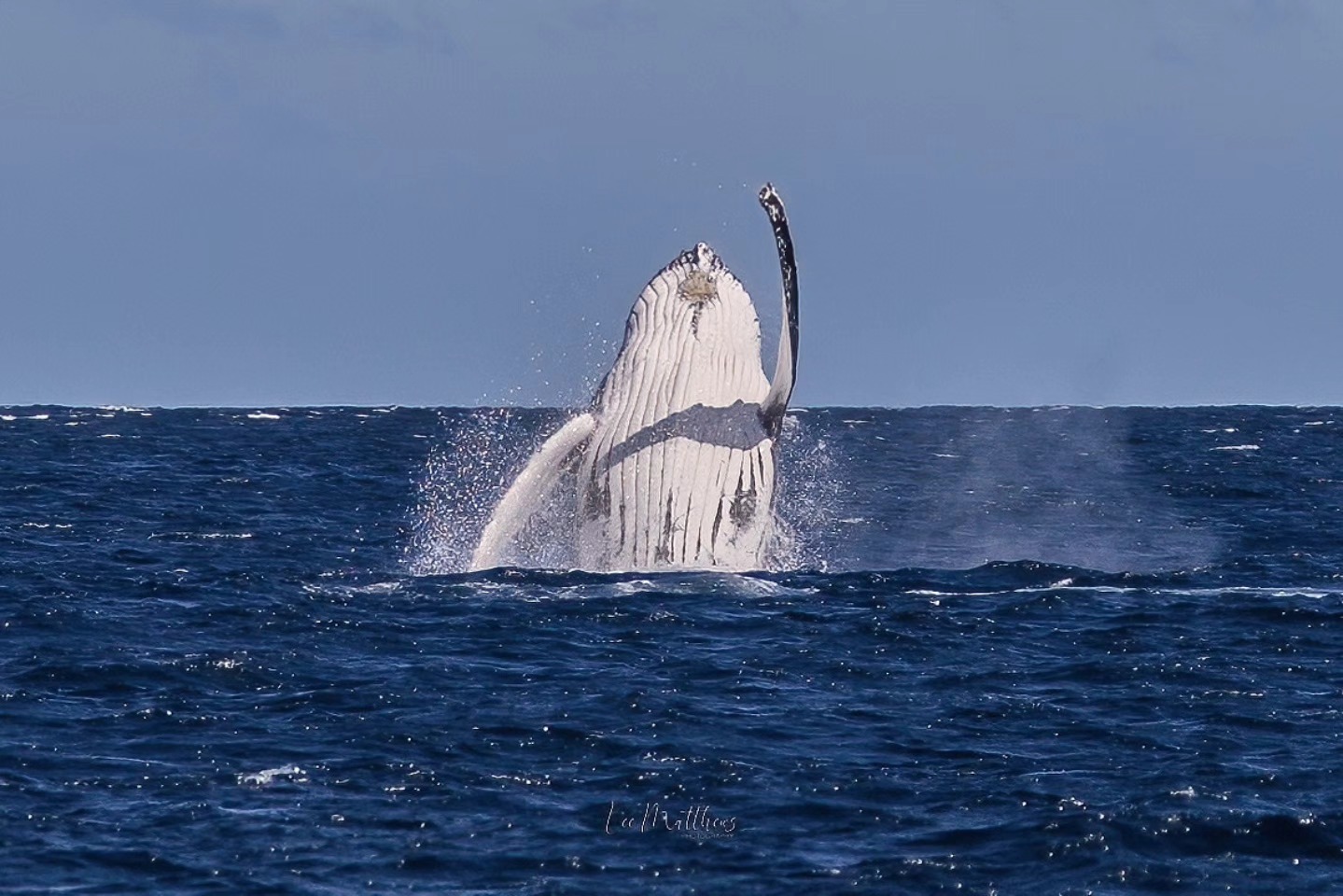 Humpback whale breaching the ocean surface, showing white underside against blue water and sky.