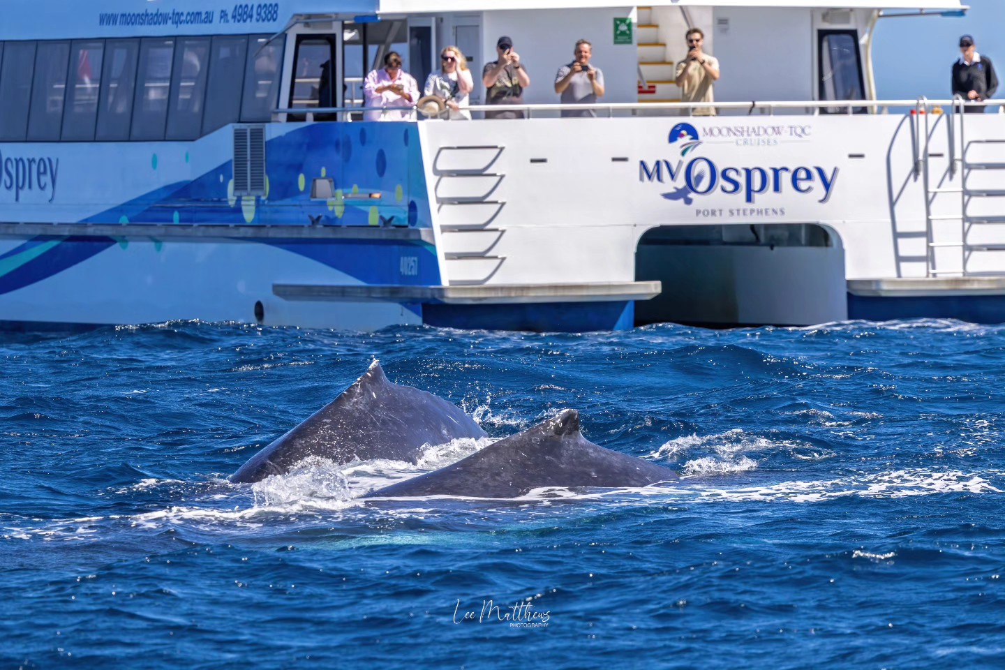 Two whales surfacing near a boat with people watching and taking photos.
