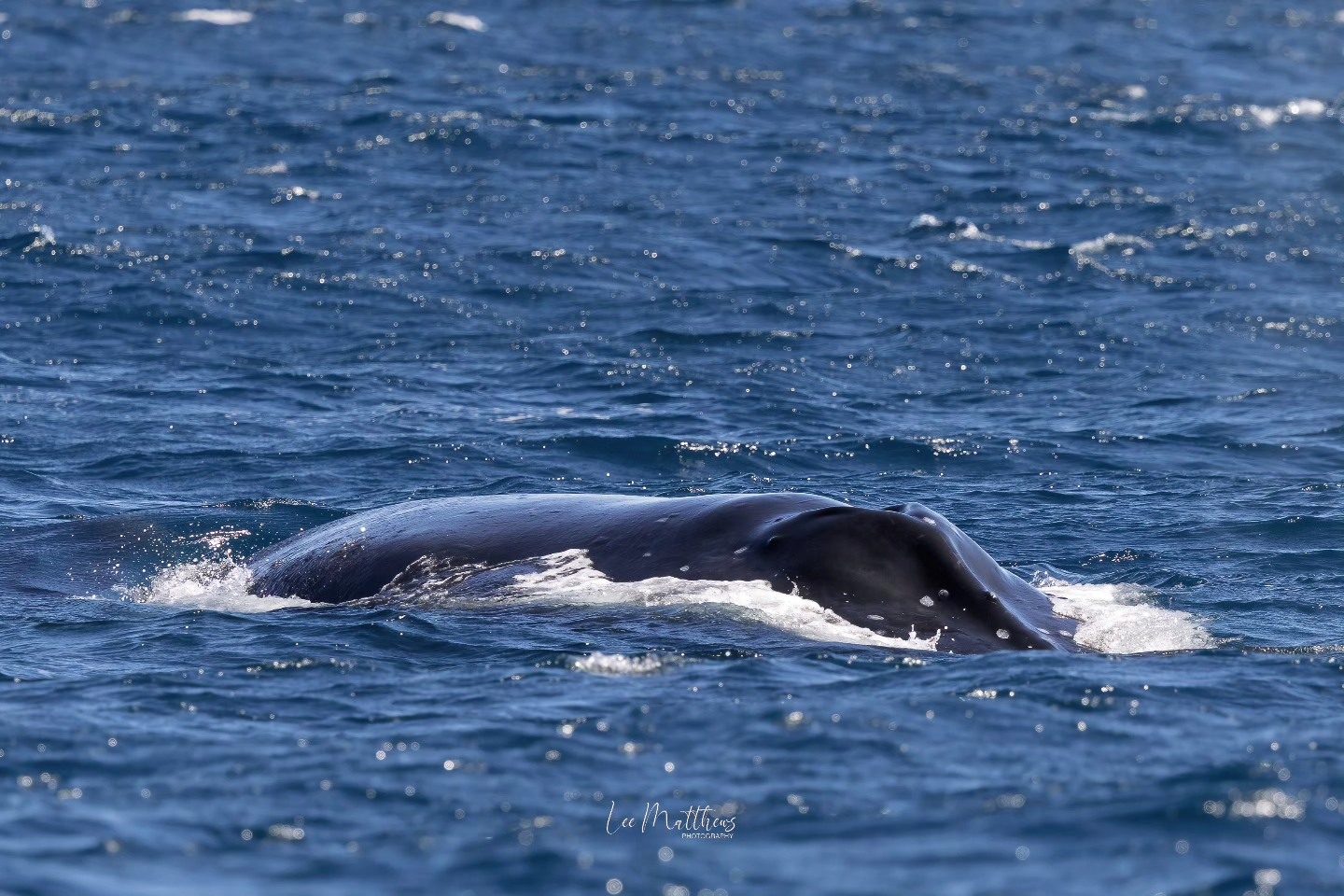 Whale partially submerged in blue ocean water, creating waves.