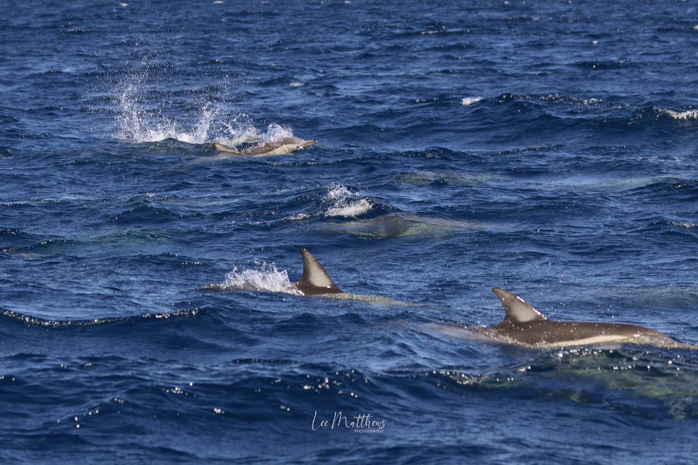 Several dolphins swimming in the ocean with visible fins and splashes.