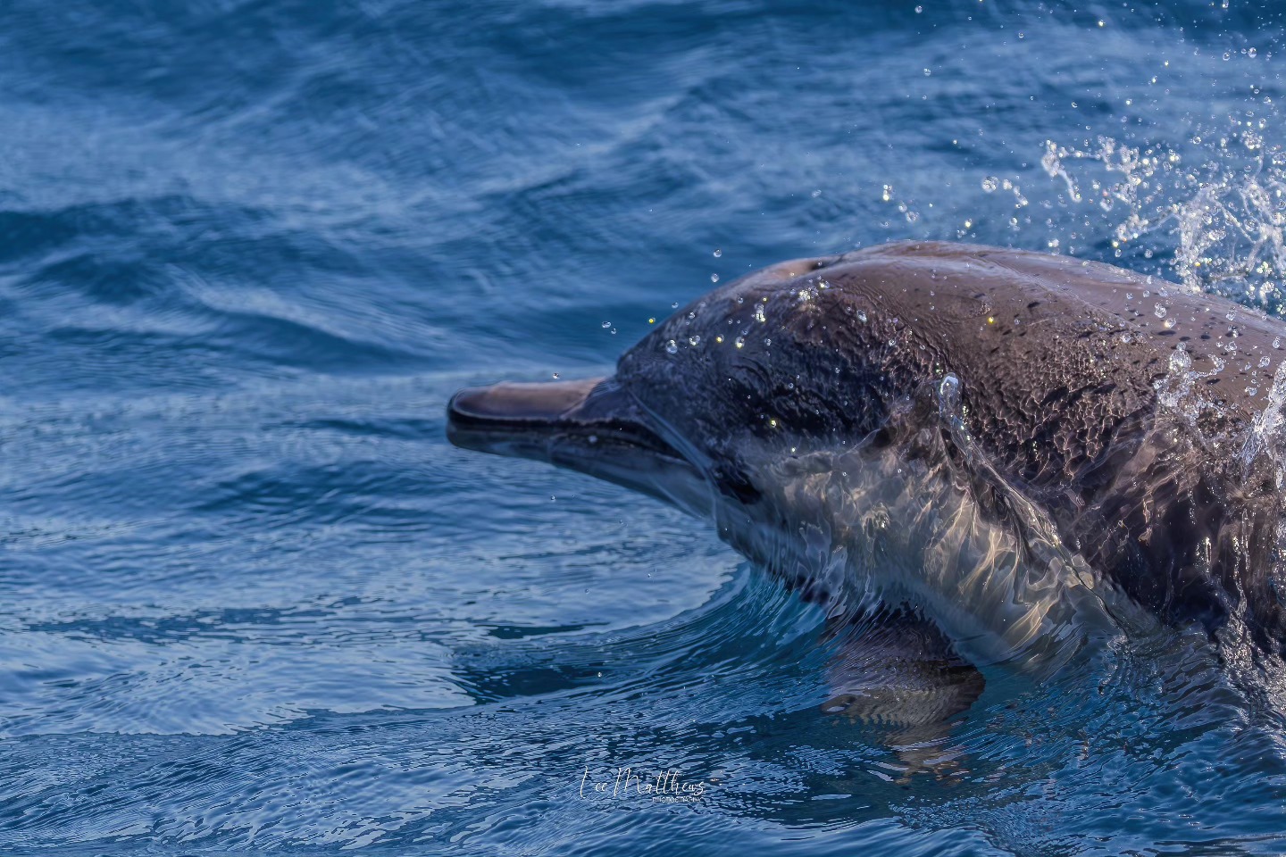 Dolphin swimming near the water's surface, splashing in blue ocean.