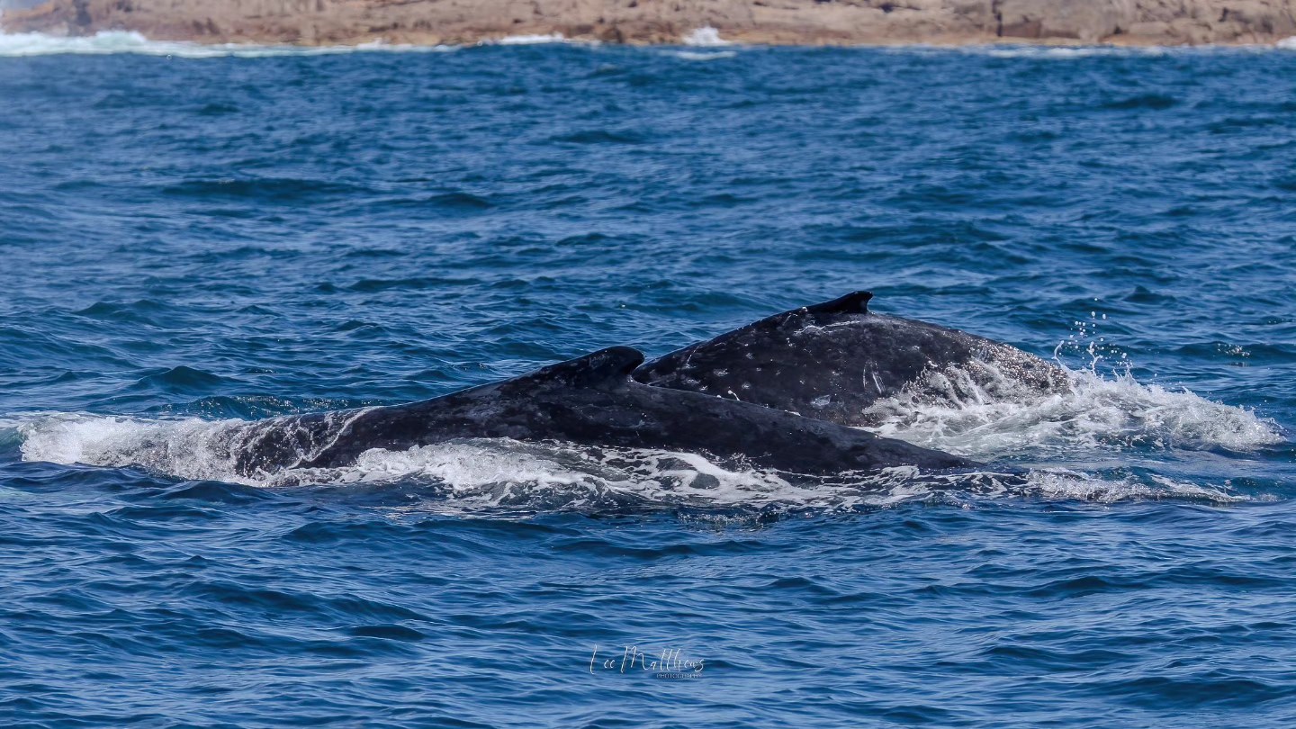 Whale Watching Moonshadow TQC Cruises Port Stephens Lee Matthews