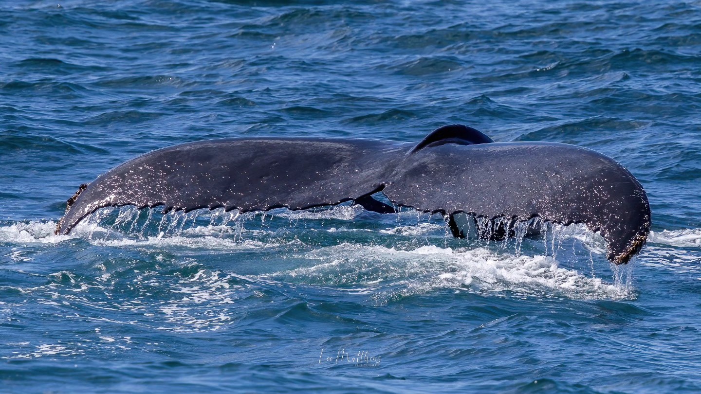 Whale tail above water, showing flukes and ocean waves.