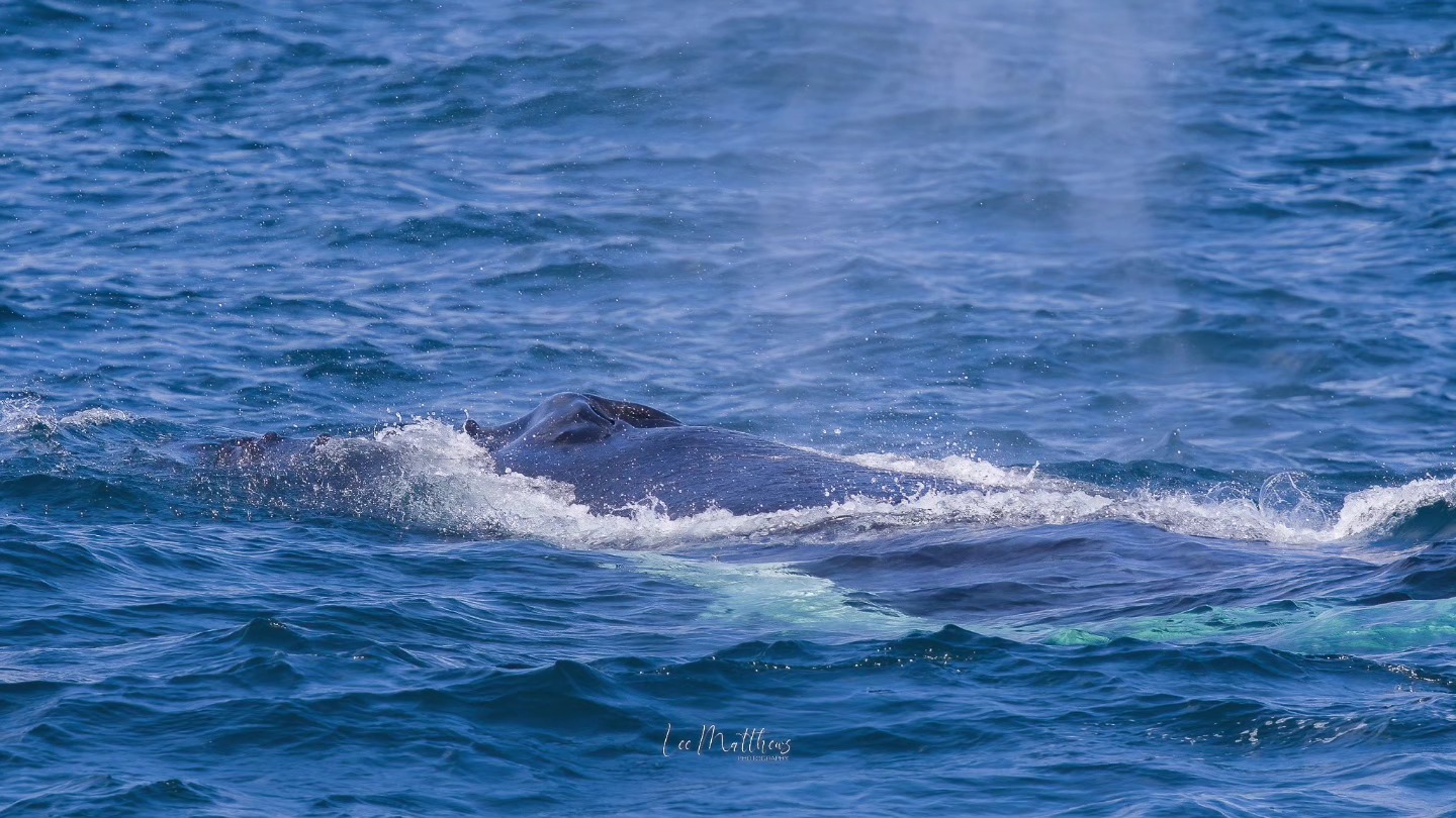 Whale partially submerged in ocean water with visible blowhole and spray.
