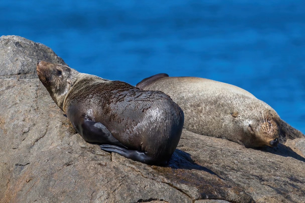 Two seals resting on rocks by the ocean.