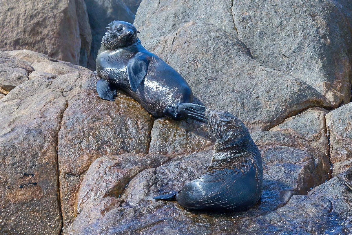 Two seals playing on large rocks by the water.