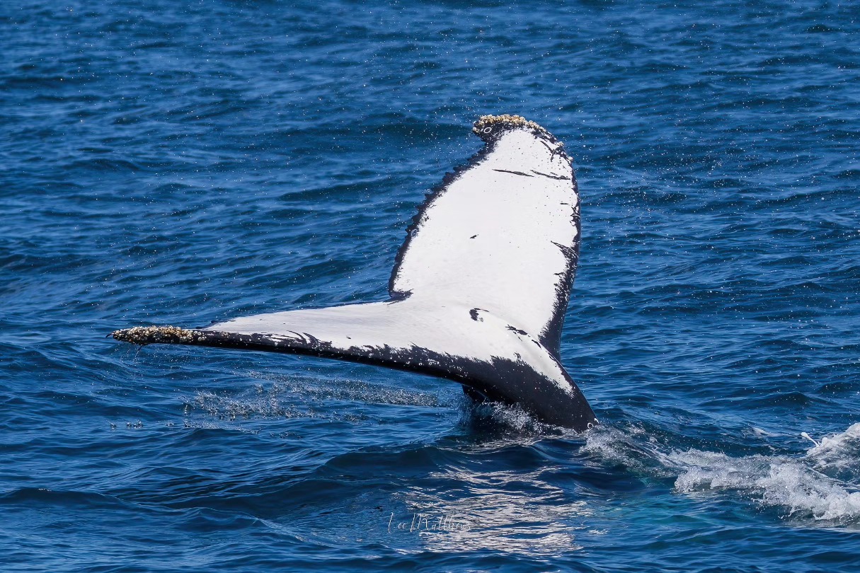 Humpback whale tail above ocean surface, splashing water around.