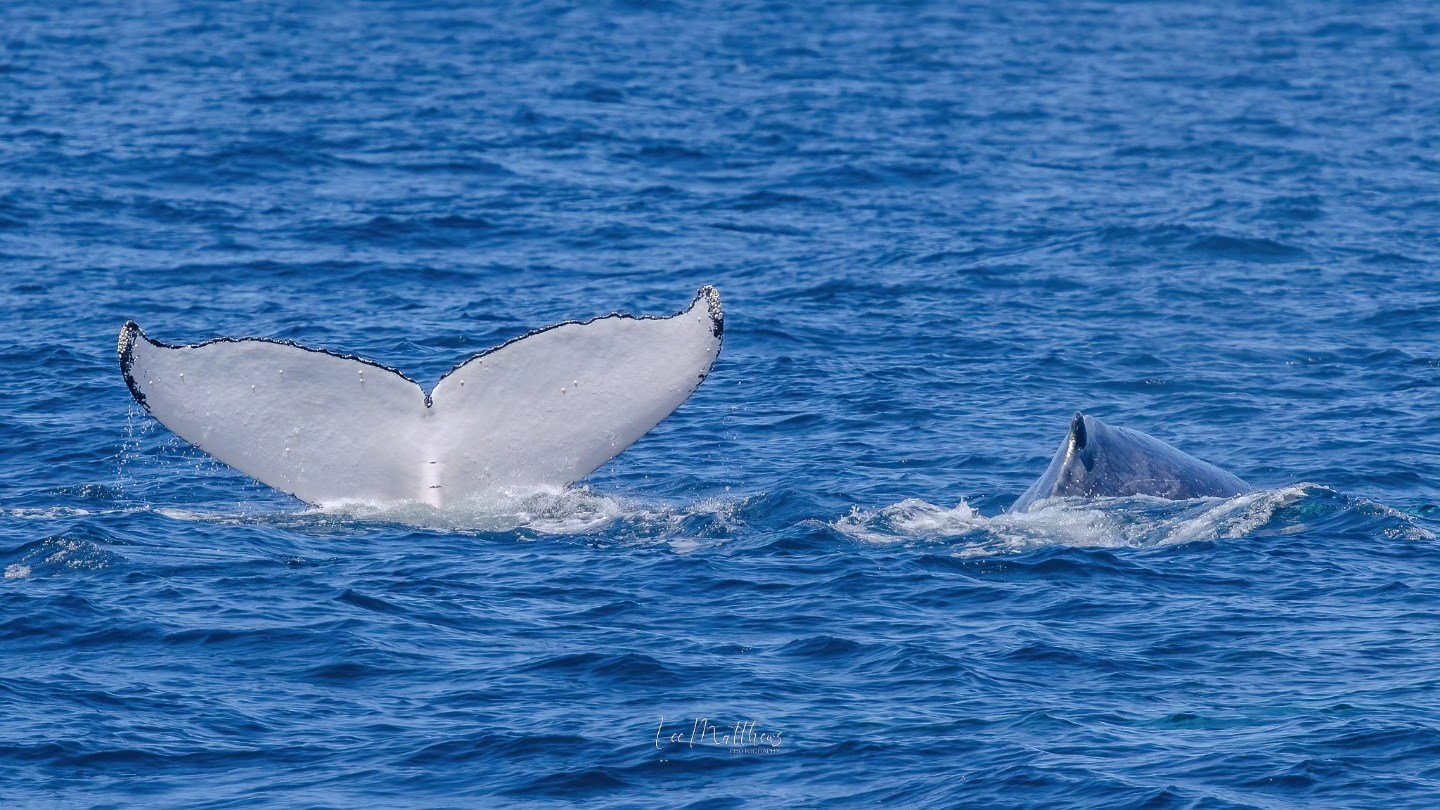 Whale tail above water, dorsal fin visible beside it, in a blue ocean.